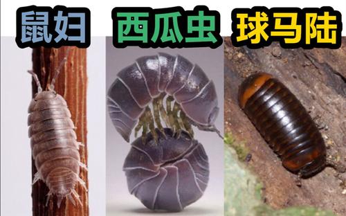 朱良春精方治验实录：抗癌胃癌、食管癌、肺癌、肝癌、乳腺癌等多种癌症止痛(图2)