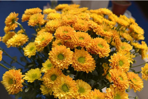 菊花