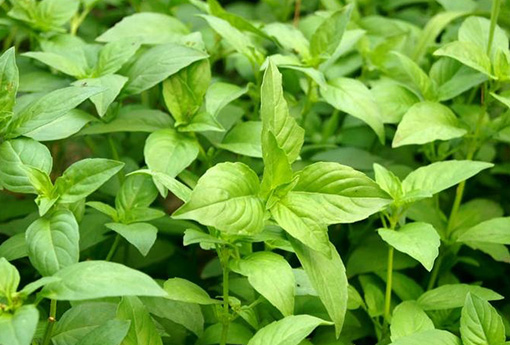 荆芥（荆芥穗）(图1)