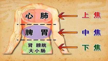五脏之间的关系基础介绍