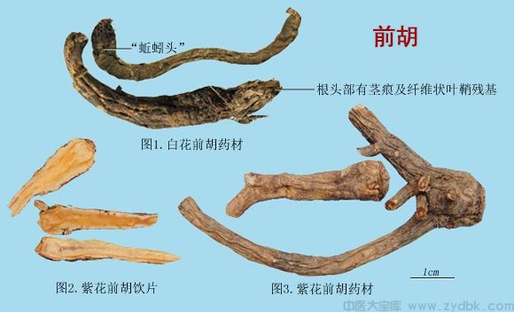 升麻
