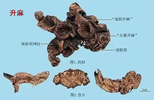 升麻(图1)