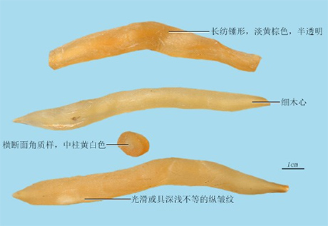 天冬（天门冬）