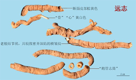 远志