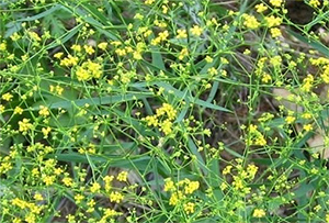 北柴胡