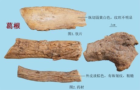 葛根(图1)