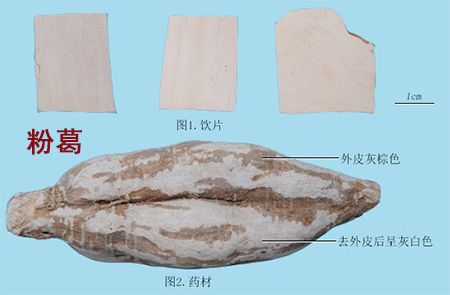 桑叶