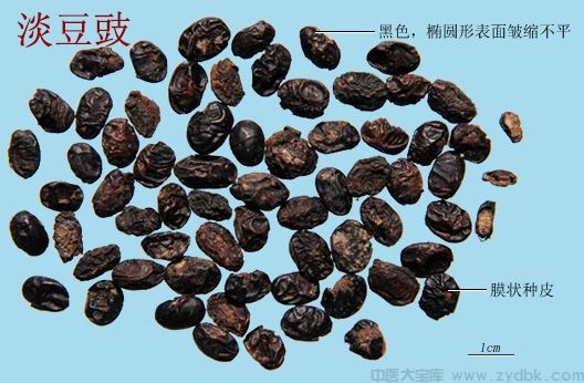 淡豆豉