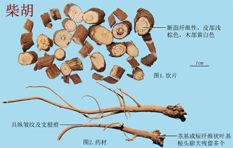柴胡(图1)