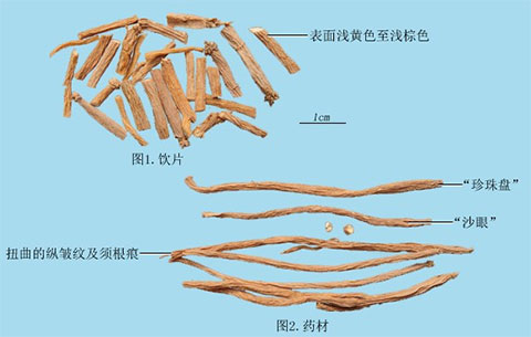 银柴胡(图1)