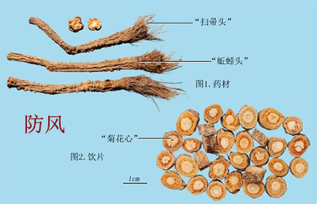 防风(图1)