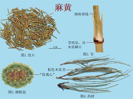 麻黄