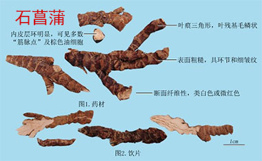 石菖蒲