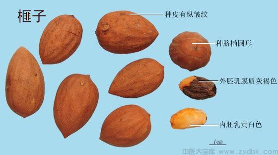 灵香草