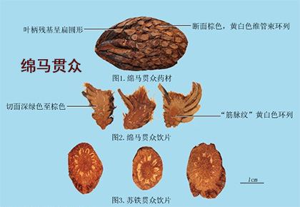 绵马贯众