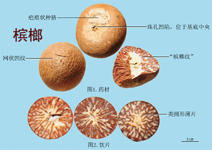 醉鱼草