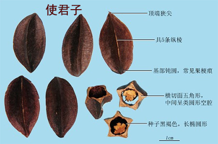 使君子(图1)