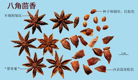 丁香（公丁香）