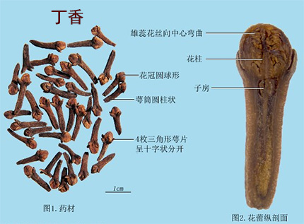 刀豆