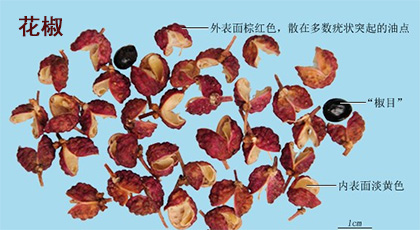 山胡椒