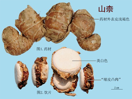 山柰(图1)