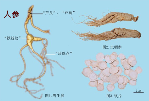 人参(图1)