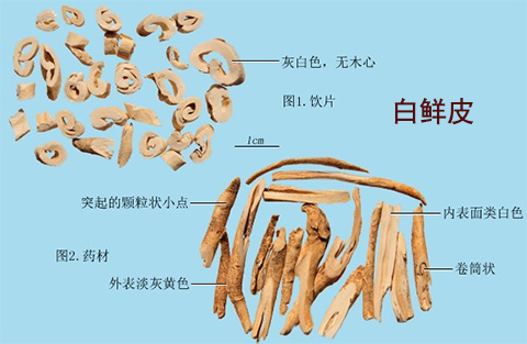 白鲜皮