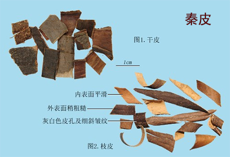 黄柏