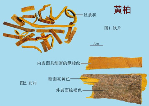 凤眼草