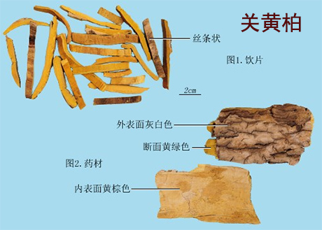 关黄柏