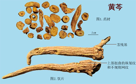 黄芩