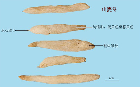 山麦冬
