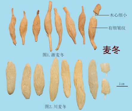 北沙参