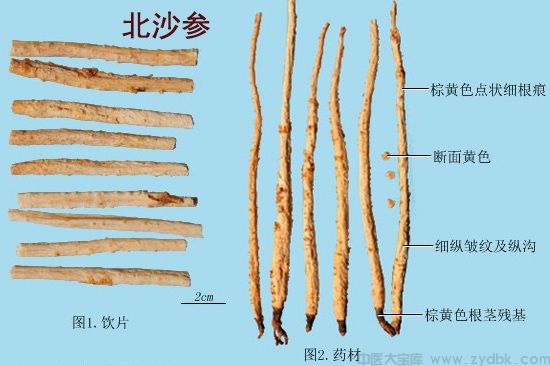 北沙参(图1)