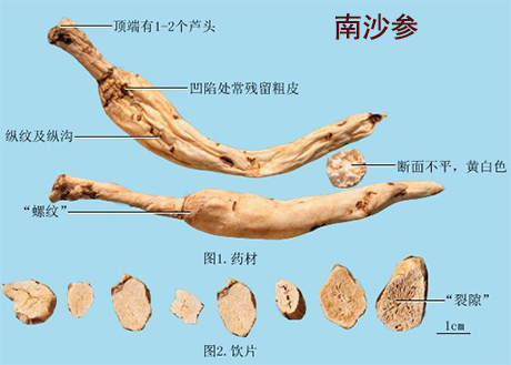 太白参