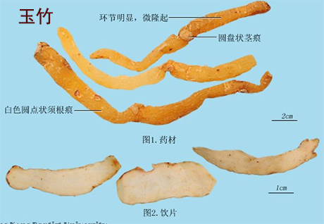 玉竹（葳蕤）