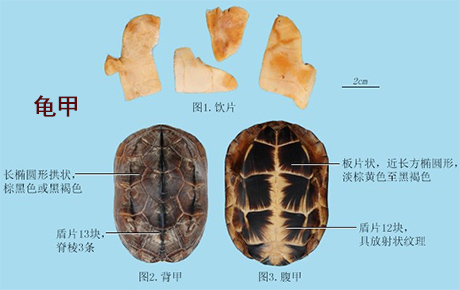 龟甲