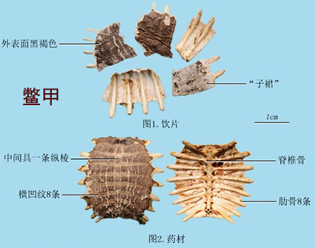 凤凰衣