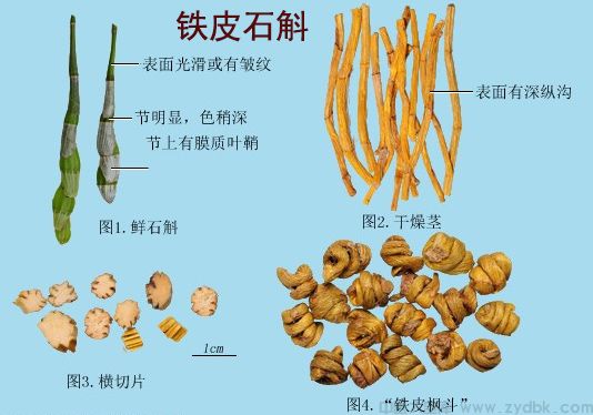 铁皮石斛(图1)