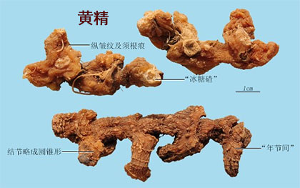黄精(图1)