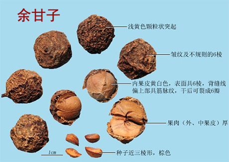 余甘子(图1)