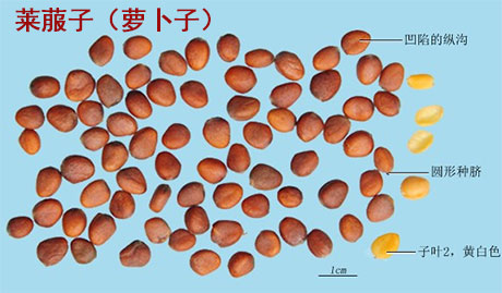 千金子