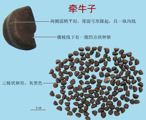 牵牛子(图1)