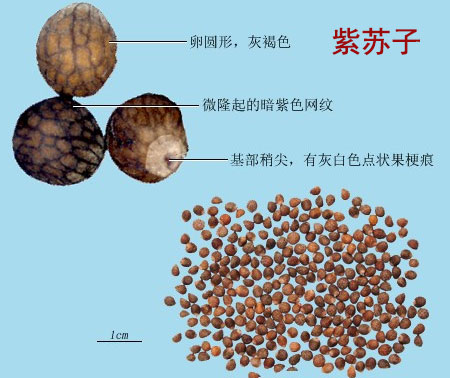 芒硝（朴硝）