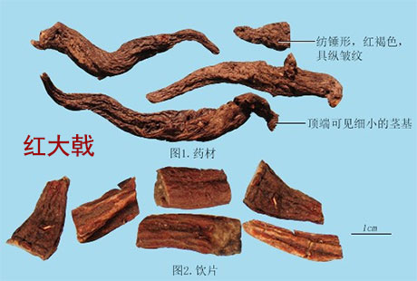 红大戟