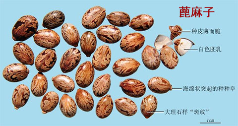 蓖麻子