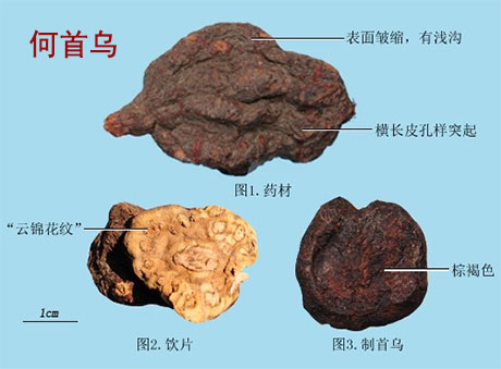 白苏子