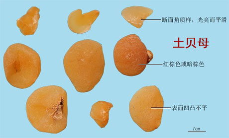 垂盆草