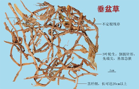 鸡骨草