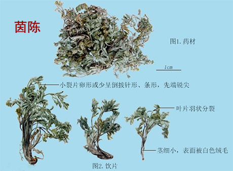 茵陈